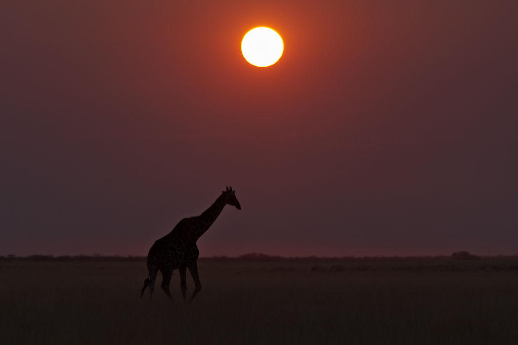 01 Giraffe at sunrise Namibia