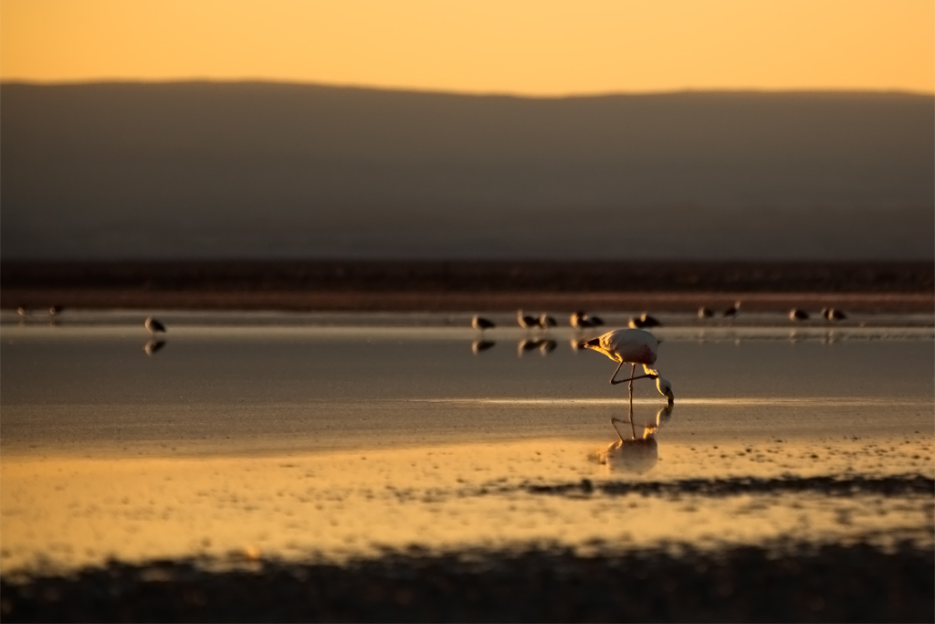 Land 03 Flamingo sundowner Chile